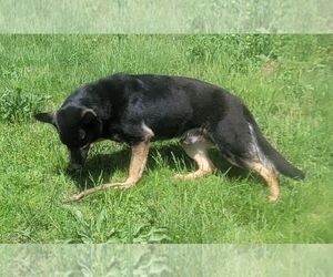 Father of the German Shepherd Dog puppies born on 09/08/2022