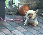 Yoyo - Female Yorkshire Terrier Puppy for Sale - Photo #2