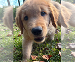 Small #1 Golden Retriever