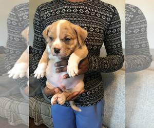 American Bully Puppy for sale in BOONE, IA, USA