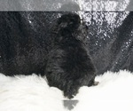 Small #7 YorkiePoo