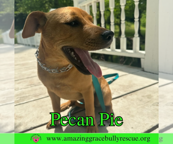 Medium Photo #6 Mutt Puppy For Sale in Pensacola, FL, USA