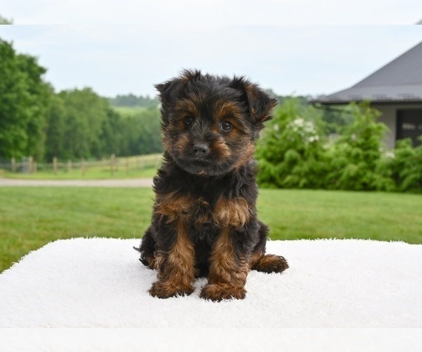 Medium Photo #3 Yorkshire Terrier Puppy For Sale in MILLERSBURG, OH, USA