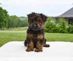 Small #2 Yorkshire Terrier