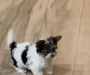 Biewer Terrier Puppy for sale in WITTMANN, AZ, USA