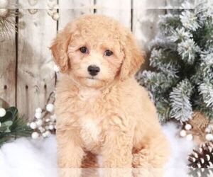 Poochon Puppy for sale in MOUNT VERNON, OH, USA