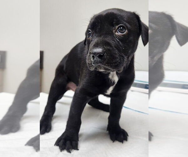 Medium Photo #1 Labrador Retriever-Unknown Mix Puppy For Sale in Houston, TX, USA