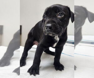 Labrador Retriever-Unknown Mix Dogs for adoption in Houston, TX, USA