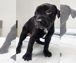 Small Labrador Retriever Mix