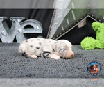 Small Photo #20 Miniature Australian Shepherd Puppy For Sale in GRANBURY, TX, USA