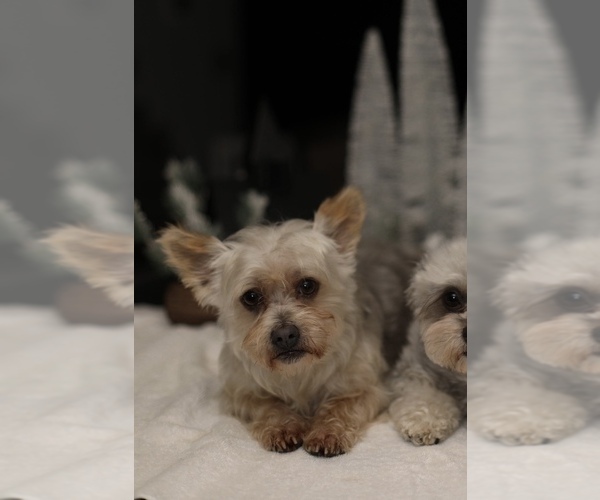 Medium Photo #1 Shorkie Tzu Puppy For Sale in VANCOUVER, WA, USA