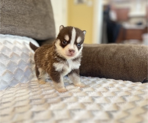 Medium Photo #2 Pomsky Puppy For Sale in DRACUT, MA, USA