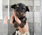 Small Photo #5 Yorkie Pin-YorkiePoo Mix Puppy For Sale in CINCINNATI, OH, USA