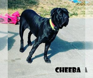 Cheeba - Female Mutt Dog for Adoption - Photo #2