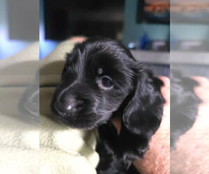 Dachshund Puppy for sale in TITUSVILLE, FL, USA