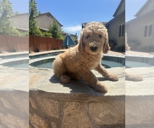 Goldendoodle Puppy for sale in YUCAIPA, CA, USA