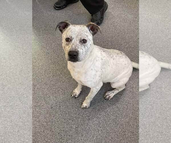 Medium Photo #1 Mutt Puppy For Sale in Low Moor, VA, USA