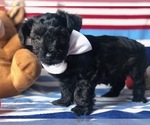 Small Photo #5 YorkiePoo Puppy For Sale in CLAY, PA, USA