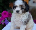 Small Photo #32 Maltipoo (Toy) Puppy For Sale in GOSHEN, IN, USA