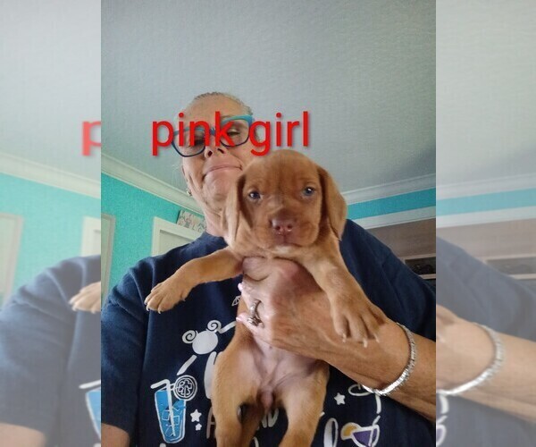 Medium Photo #15 Beagle Puppy For Sale in COCOA, FL, USA