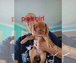 Small #14 Beagle