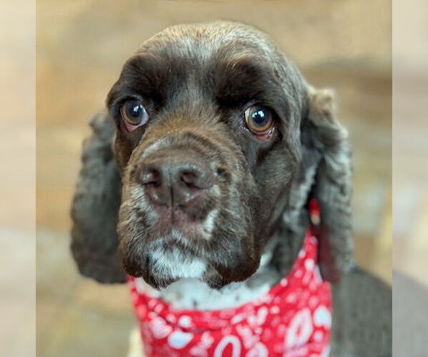Medium Photo #1 Cocker Spaniel Puppy For Sale in Arlington, VA, USA