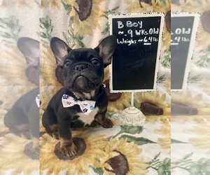 French Bulldog Puppy for sale in SMITHFIELD, NC, USA