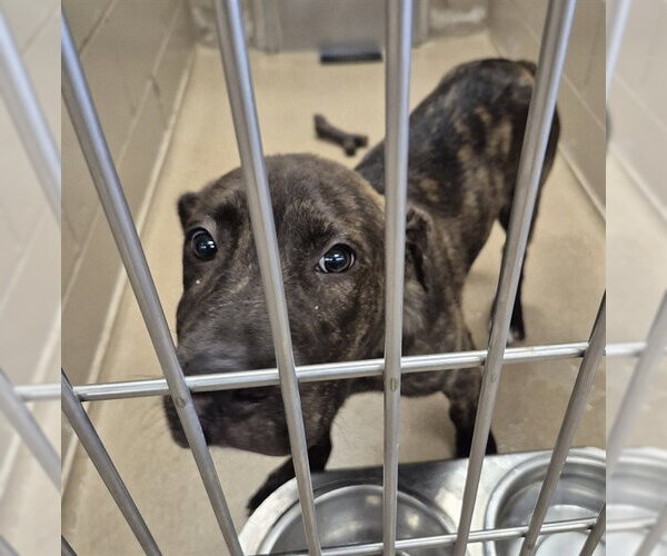 Medium Photo #1 Mutt Puppy For Sale in Decatur, IL, USA