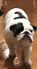 English Bulldog Puppy for sale in KNOXVILLE, TN, USA