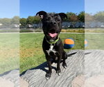 Barnabas - Male American Pit Bull Terrier-Unknown Mix Dog for Adoption - Small photo