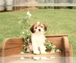 Small #1 Cavapoo
