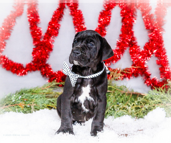Medium Photo #8 Great Dane Puppy For Sale in WAKARUSA, IN, USA