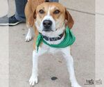 Small #3 Labrador Retriever Mix