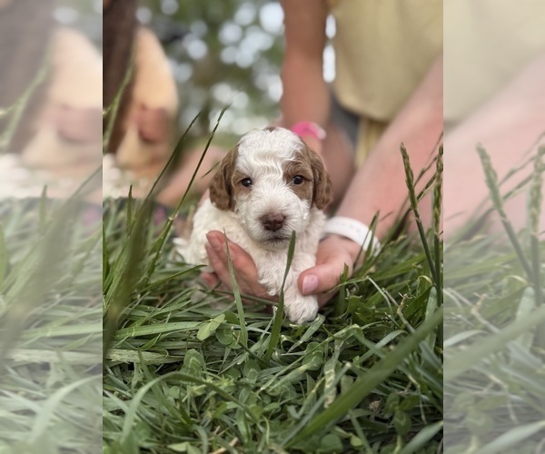 Medium Photo #65 Goldendoodle (Miniature) Puppy For Sale in FREDERICA, DE, USA