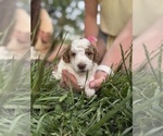 Small Photo #65 Goldendoodle (Miniature) Puppy For Sale in FREDERICA, DE, USA