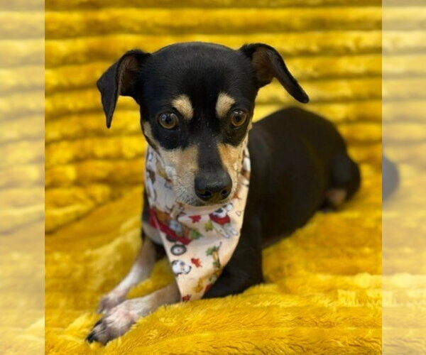 Medium Photo #3 Dachshund-Unknown Mix Puppy For Sale in Lakewood, CO, USA