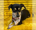 Small #2 Dachshund Mix