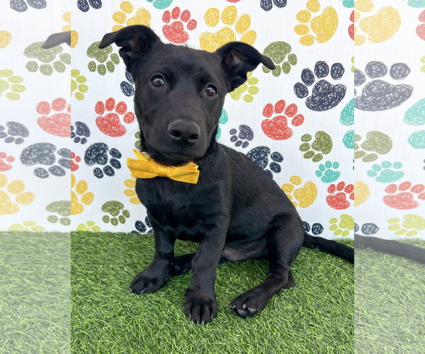 Medium Photo #2 Mutt Puppy For Sale in Corona, CA, USA