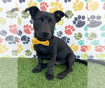Small #1 Mutt