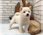 Small Photo #8 Shiba Inu Puppy For Sale in CHICAGO, IL, USA