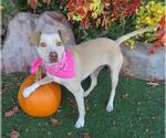 Small #1 American Pit Bull Terrier Mix