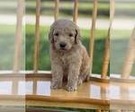 Small Photo #15 Goldendoodle Puppy For Sale in MARYVILLE, MO, USA