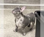 Small Photo #29 French Bulldog Puppy For Sale in GIG HARBOR, WA, USA