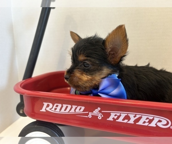 Medium Photo #1 Yorkshire Terrier Puppy For Sale in WILEY, CO, USA