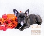 Puppy 3 French Bulldog