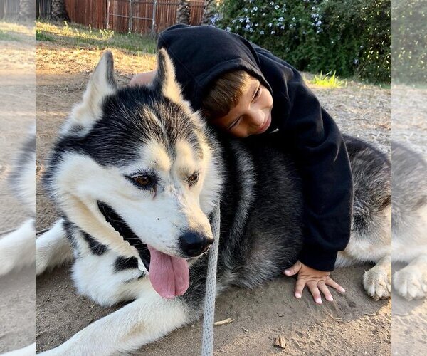 Medium Photo #4 Siberian Husky Puppy For Sale in  Ramona, CA, USA