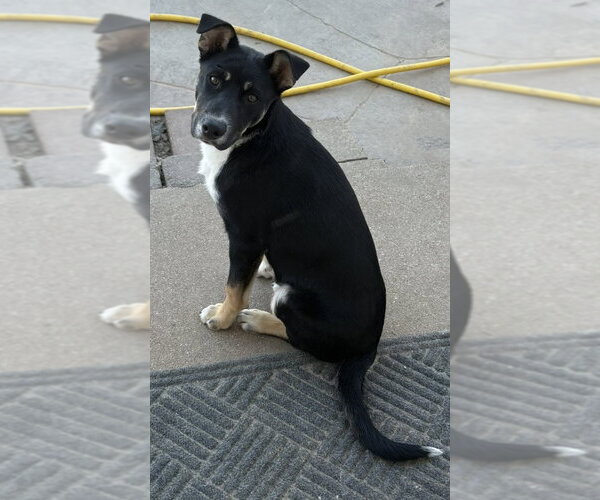 Medium Photo #6 Mutt Puppy For Sale in Fenton, MO, USA