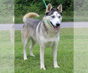 - Mix Dogs for adoption in Prattville, AL, USA