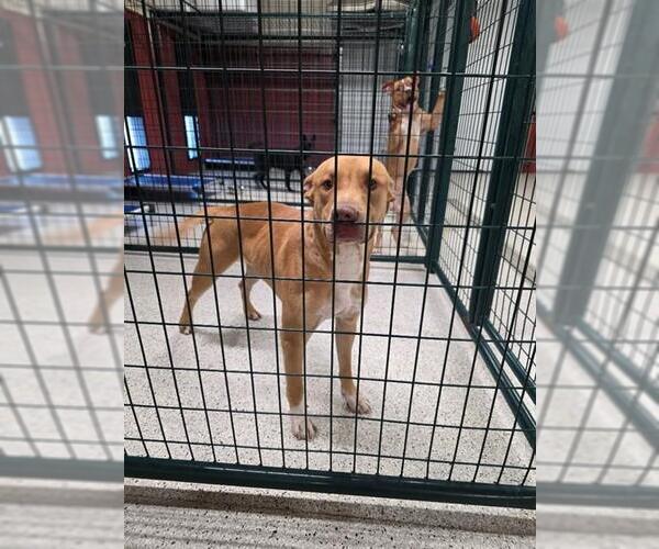 Medium Photo #1 Mutt Puppy For Sale in Ogden, UT, USA