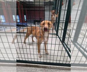 Mutt Dog for Adoption in Ogden, Utah USA